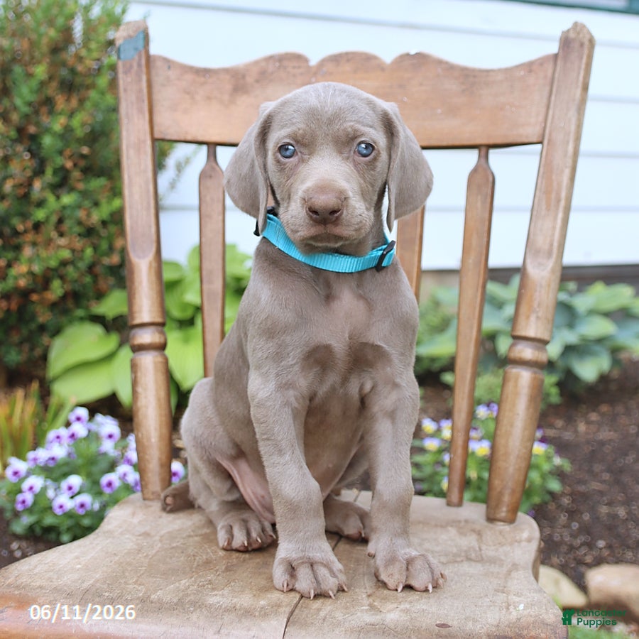 Weimaraner dogs Sierra - Ad 1