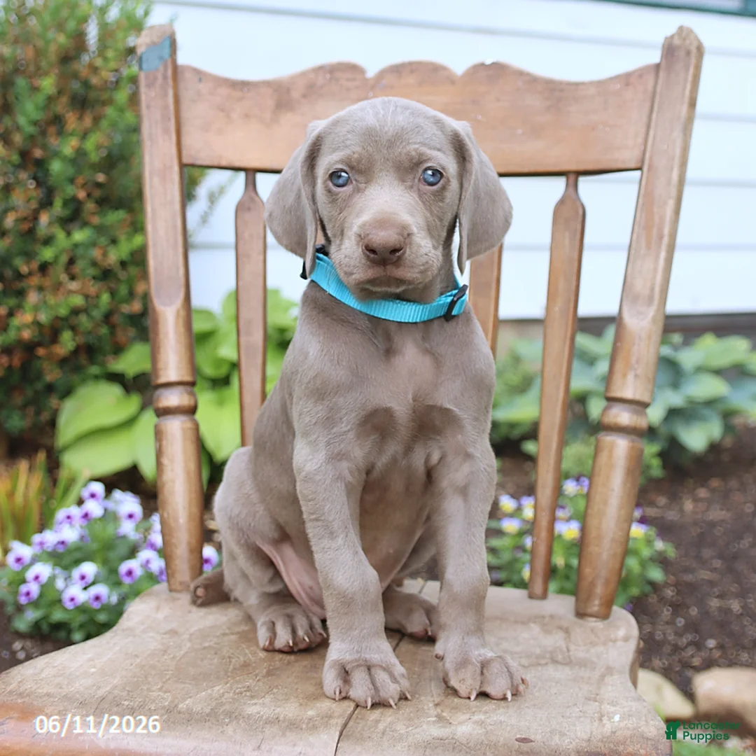 Weimaraner dogs for sale: Sierra - Ad 1