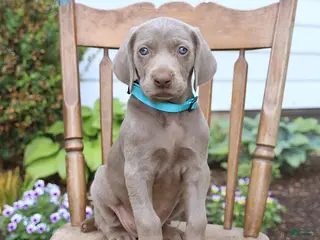 Weimaraner dogs for sale: Sierra - Ad 3