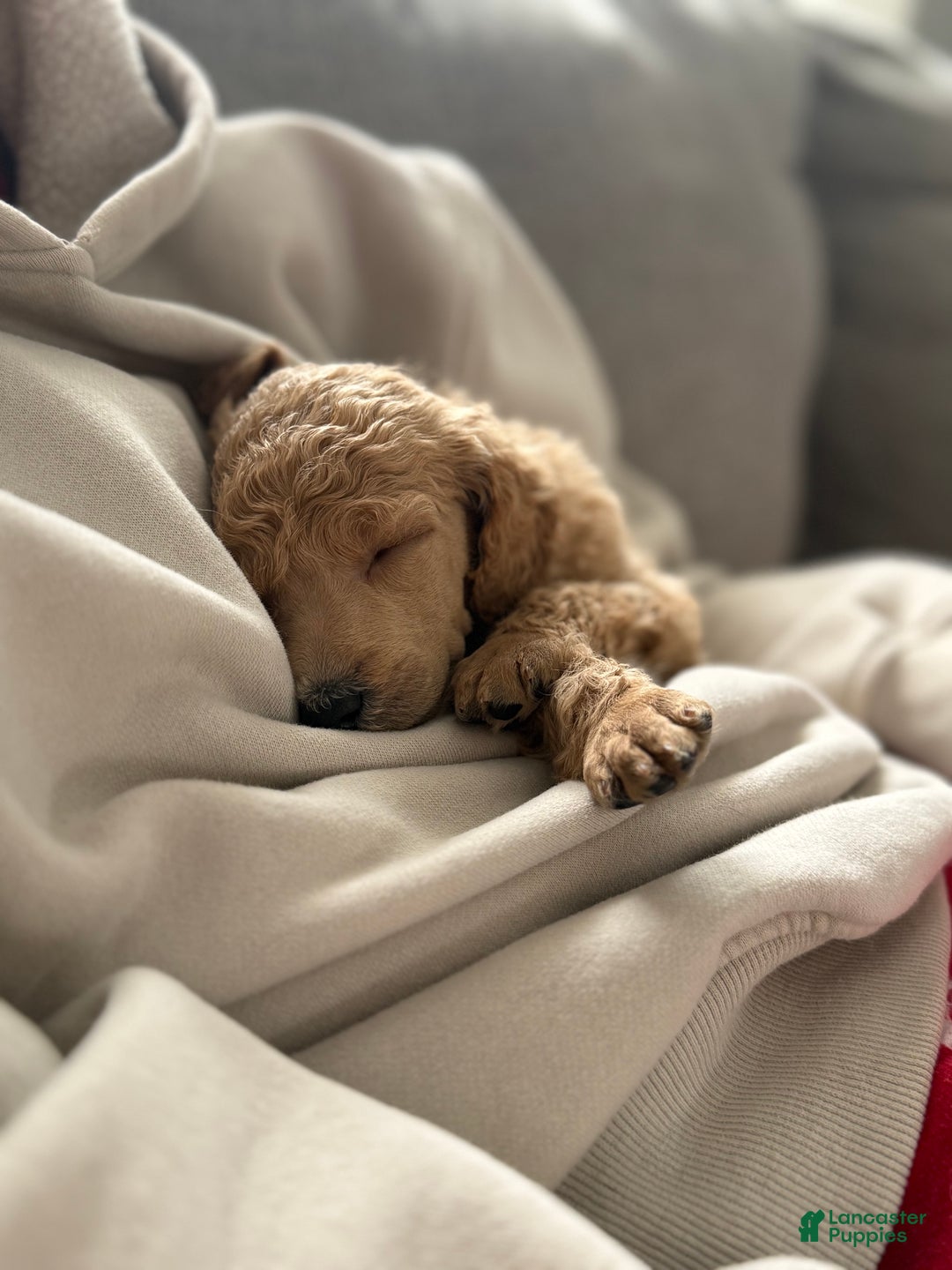 Standard Poodle dogs for sale: Standard Poodle Puppy 3 "Logan" - Ad 2