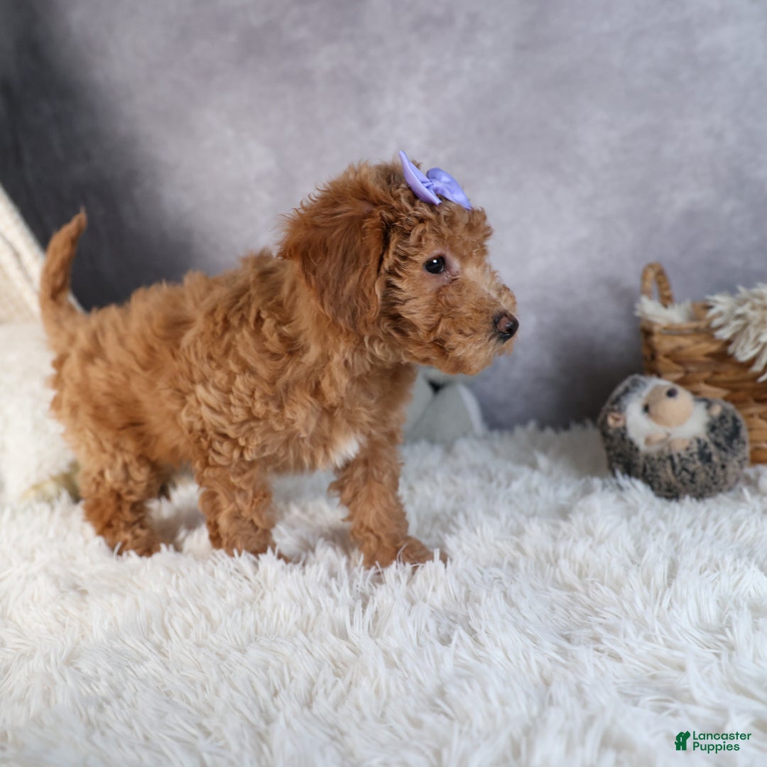 Shihpoo dogs for sale: Evie - Ad 9