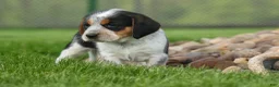 Beagle dogs for sale: Cruz  - Ad 12