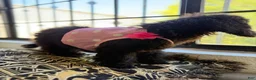 Standard Poodle dogs for sale: Luna - Ad 11