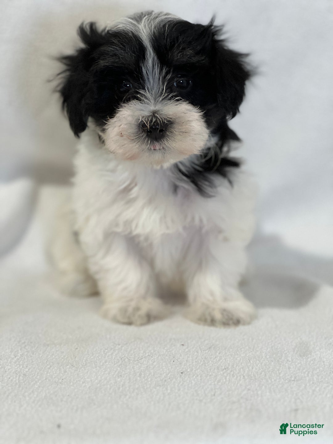 Mixed Breed dogs for sale: Harper - Ad 1