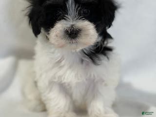 Mixed Breed dogs Harper - Ad 41