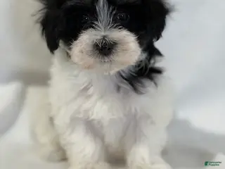 Mixed Breed dogs Harper - Ad 42