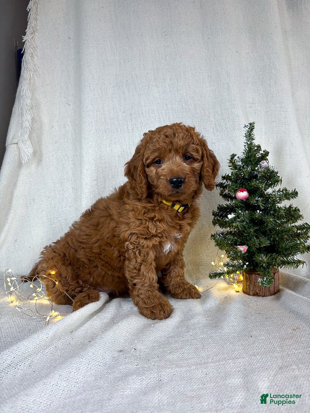 Goldendoodle dogs for sale: Bailey - Ad 8
