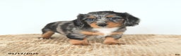Miniature Dachshund dogs for sale: Dolly - Ad 2