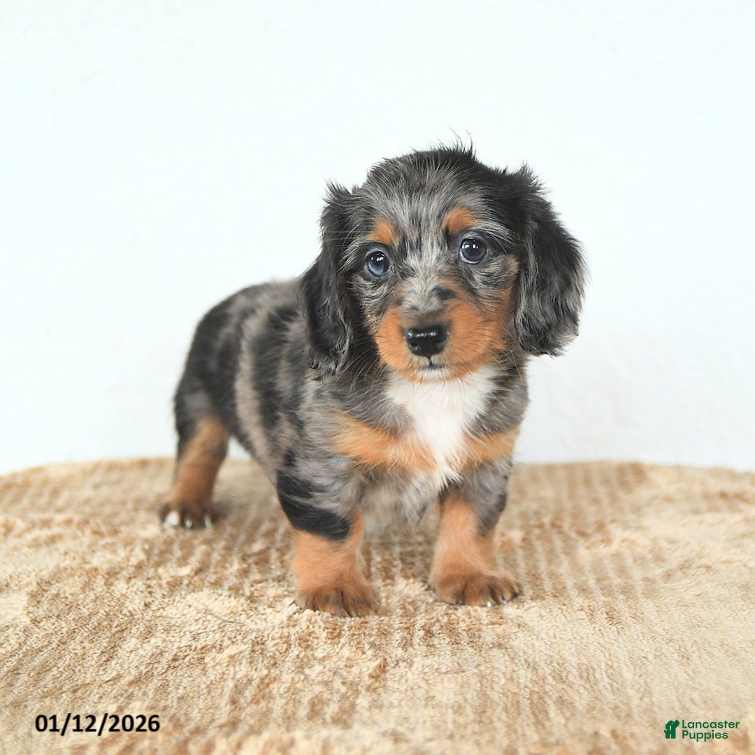 Miniature Dachshund dogs for sale: Dolly - Ad 2