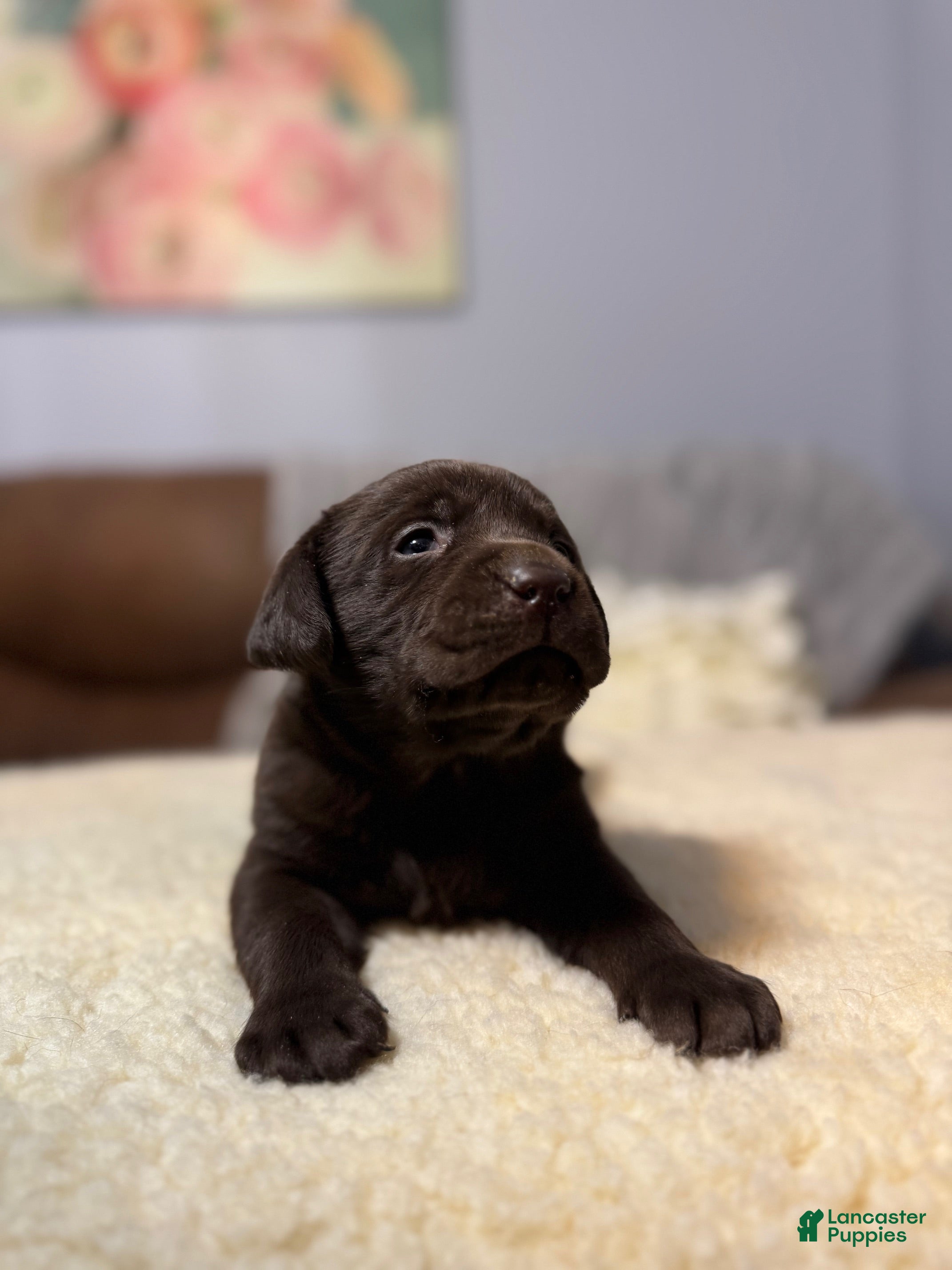 Labrador Retriever dogs Maxwell-English Champ lines Labrador Retriever Puppy 3 - Ad 1