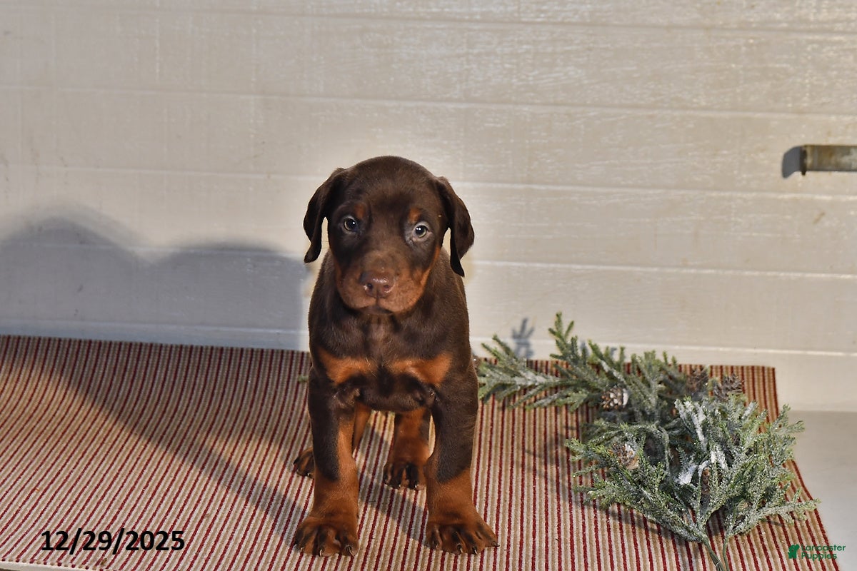 Doberman Pinscher dogs Chip - Ad 25