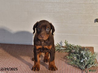Doberman Pinscher dogs Chip - Ad 25