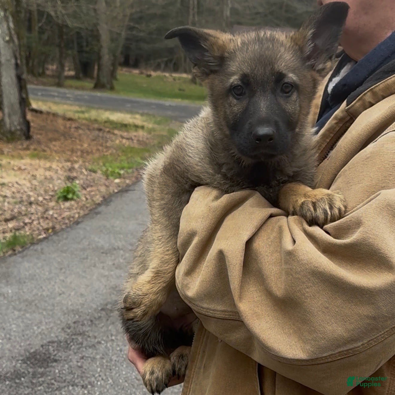 German Shepherd dogs TULITA - Ad 2