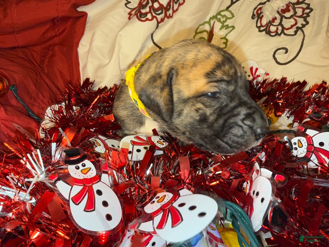 Great Dane dogs for sale: Howard - Ad 33