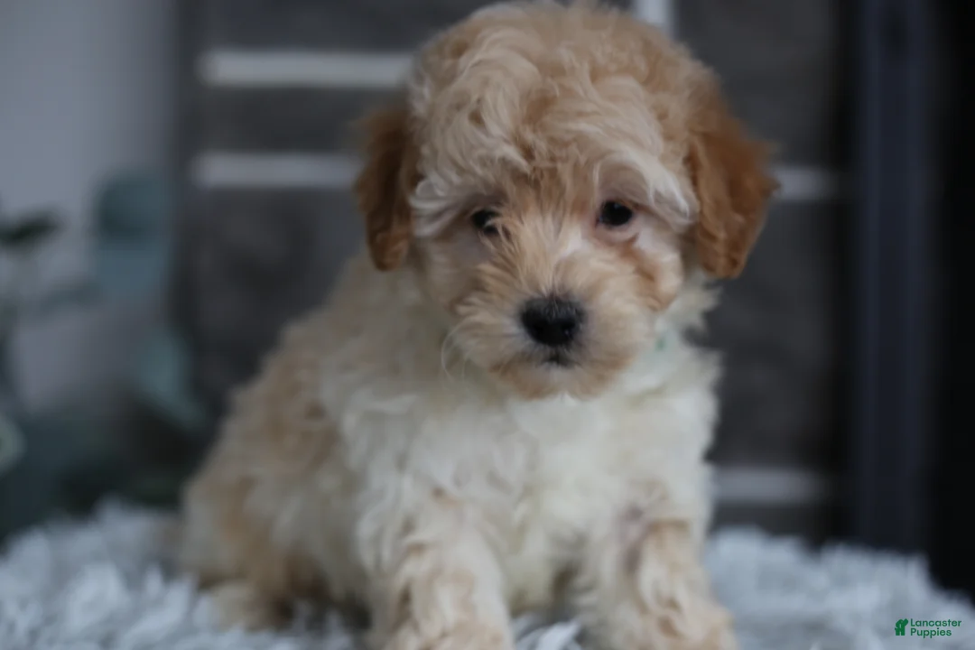 Maltipoo dogs for sale: Reese - Ad 11