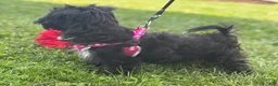 Morkie dogs for sale: Zoey - Ad 13