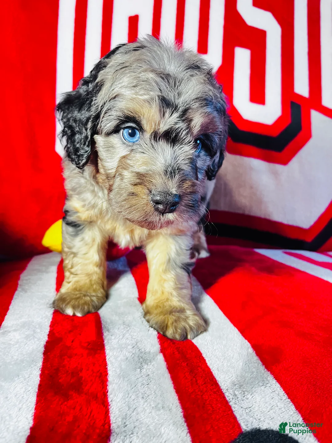 Mini Aussiedoodle dogs for sale: Calzone-Merle - Ad 2