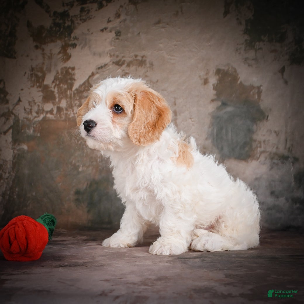 Cavachon dogs for sale: Jeremy - Ad 9