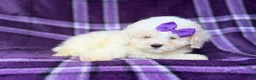 Bichpoo dogs for sale: Hope - Ad 4