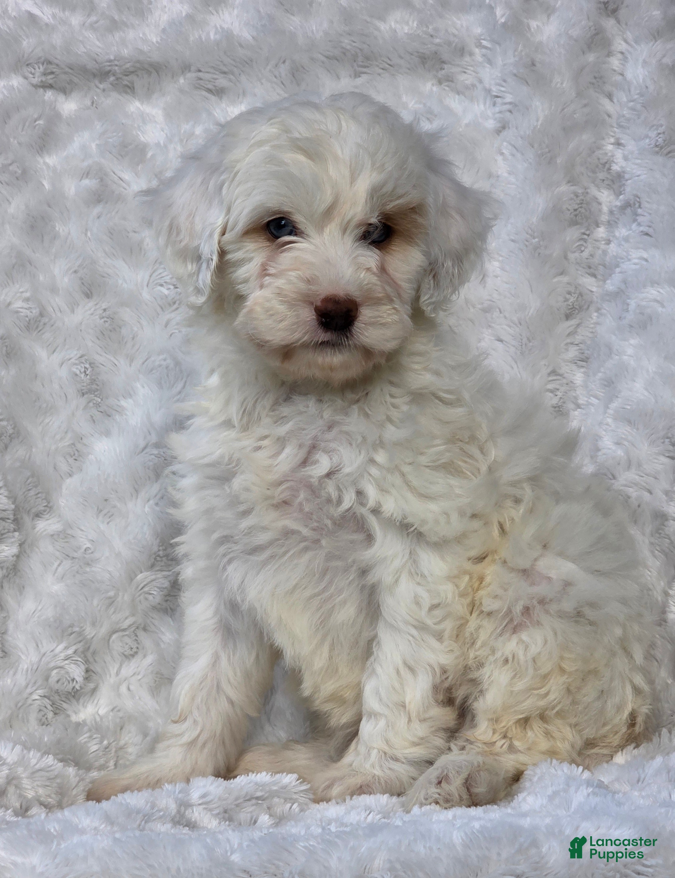 Mini Goldendoodle dogs Brent - Ad 2