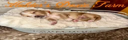 Miniature Dachshund dogs for sale: Happy - Ad 5