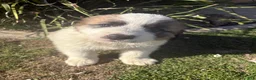 Mixed Breed dogs for sale: Mixed Breed Puppy 3 - Ad 2