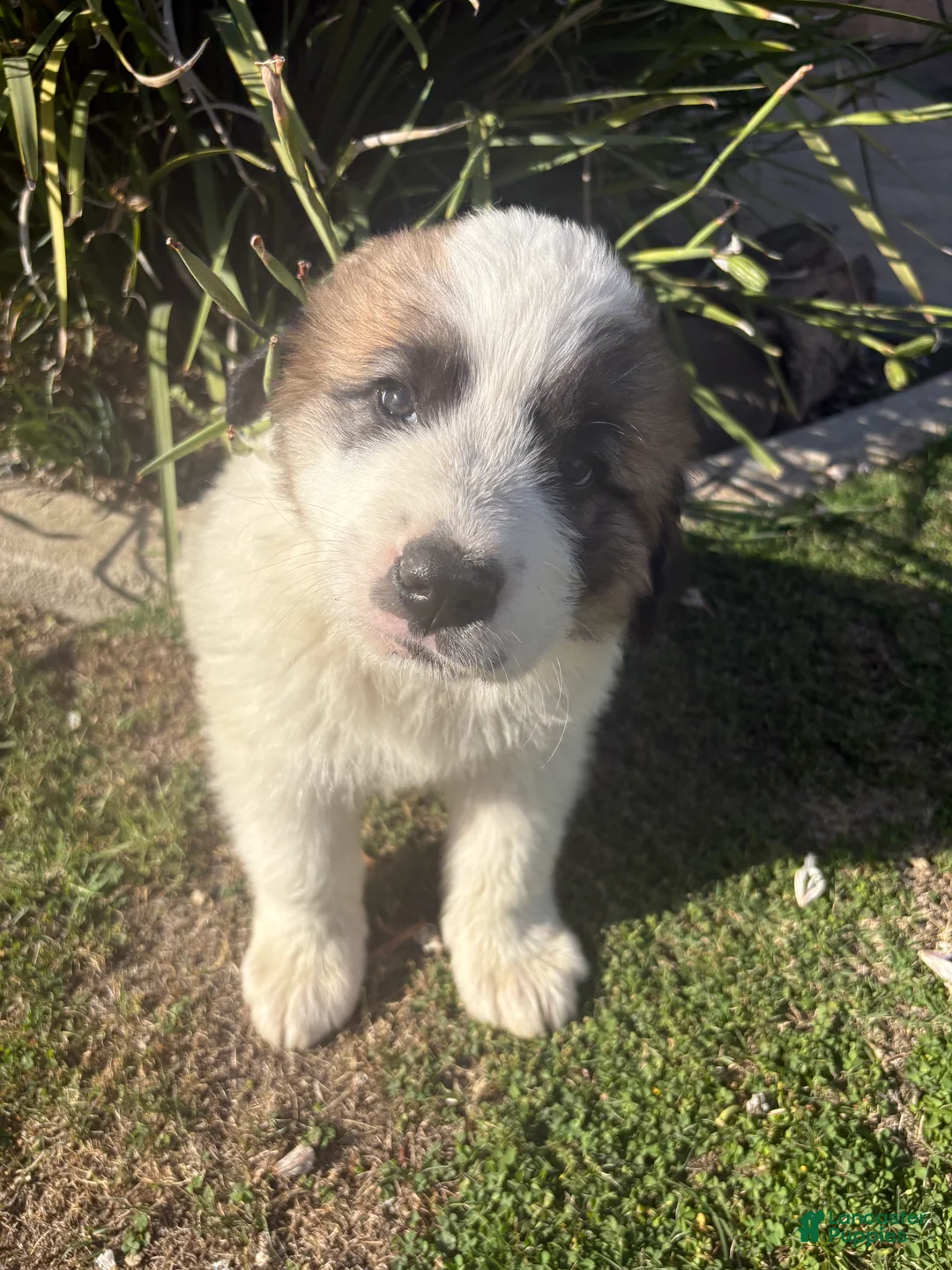 Mixed Breed dogs for sale: Mixed Breed Puppy 3 - Ad 2