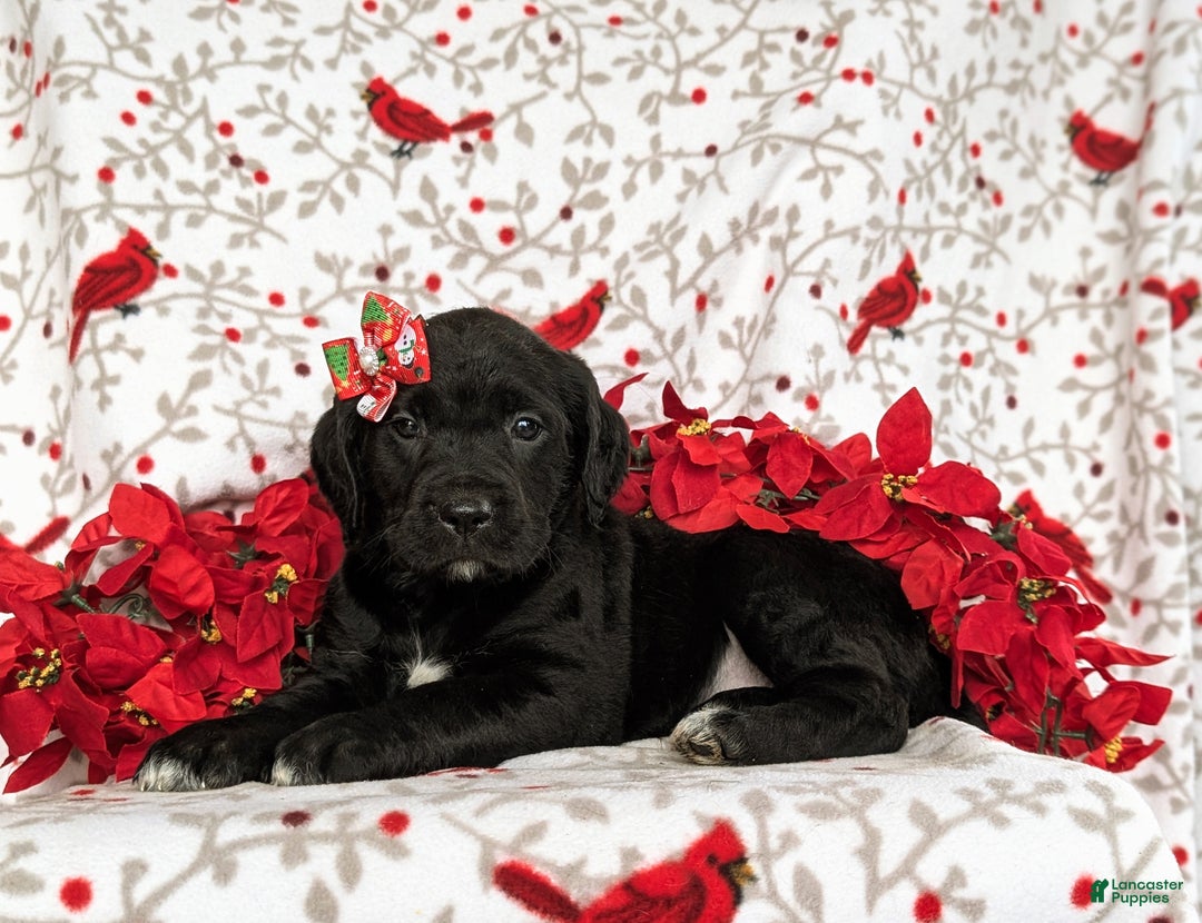 Mixed Breed dogs for sale: Aubrey - Ad 4