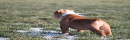 Olde English Bulldogge dogs for sale: Bluegates BOSS HOGG - Ad 3