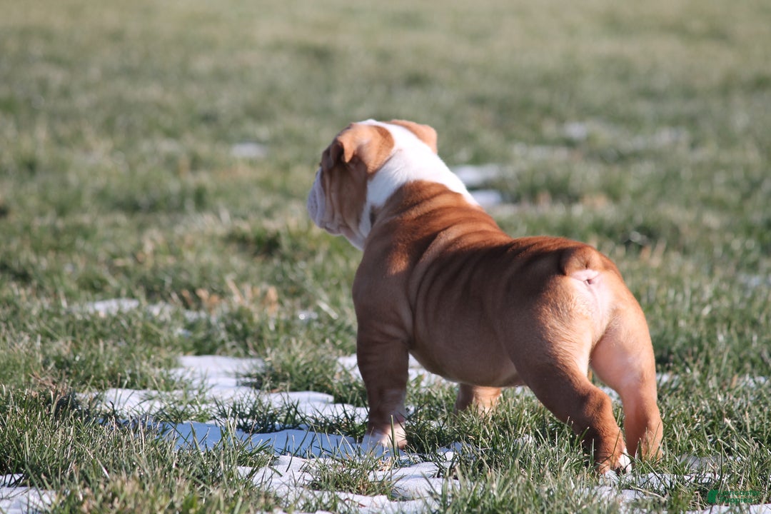 Olde English Bulldogge dogs for sale: Bluegates BOSS HOGG - Ad 3