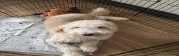 Goldendoodle dogs for sale: Goldendoodle 1 - Ad 3