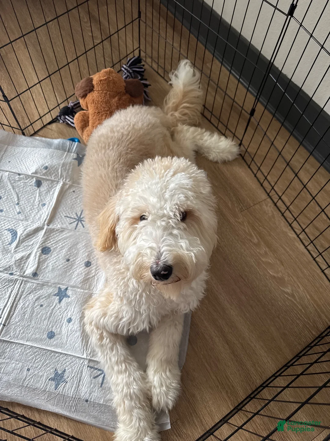 Goldendoodle dogs for sale: Goldendoodle 1 - Ad 3