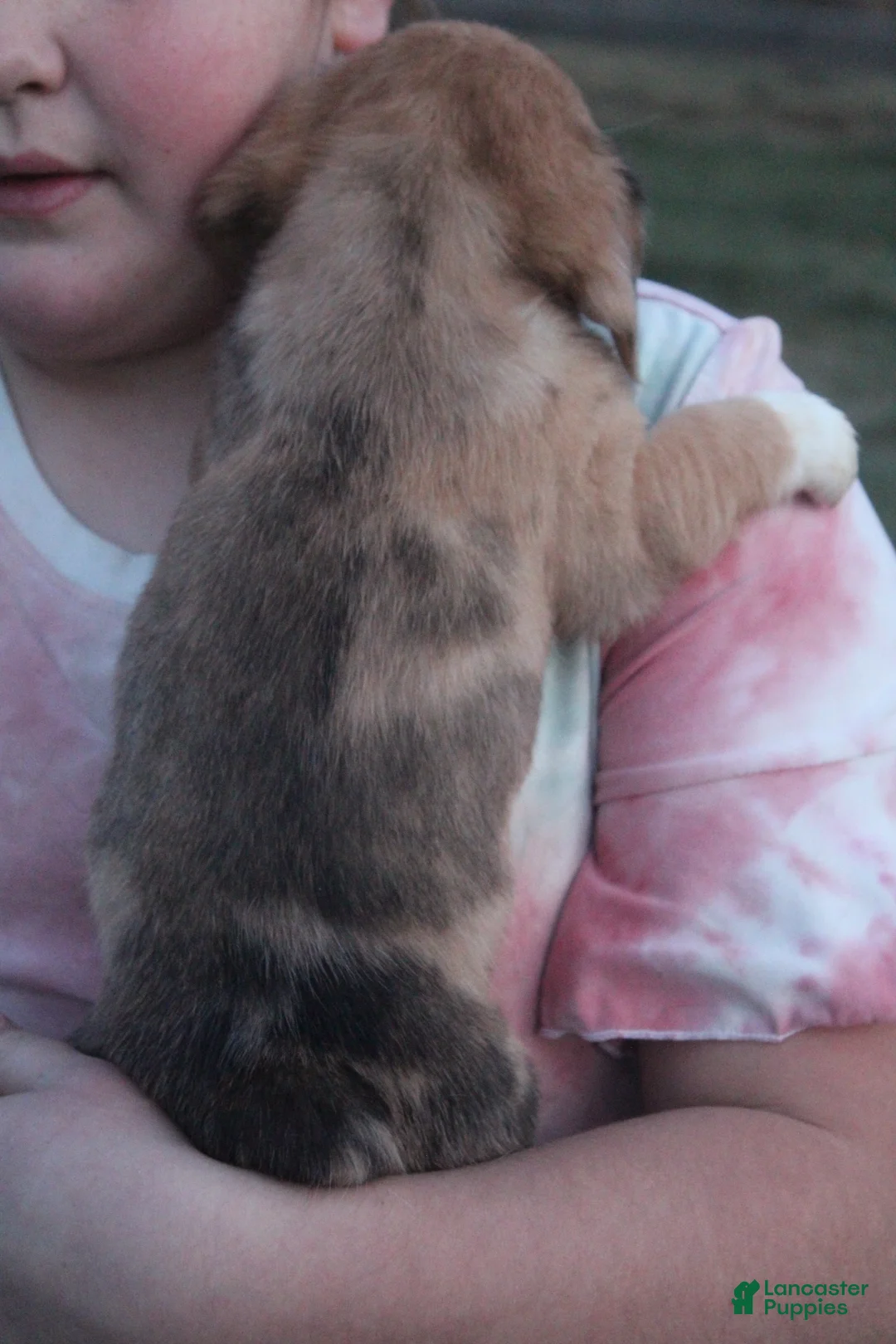 Mixed Breed dogs for sale: Adelise - Ad 5