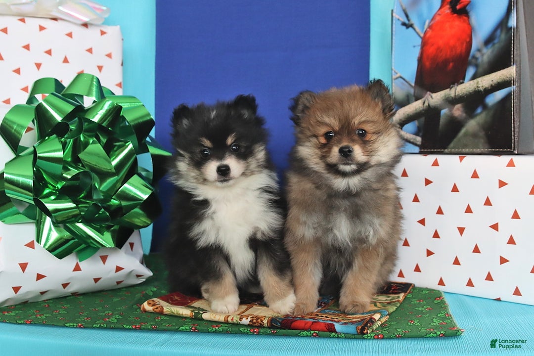 Pomeranian dogs for sale: Sweet Pea - Ad 4
