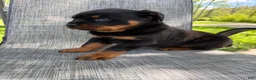 Rottweiler dogs for sale: Fritz - Ad 8