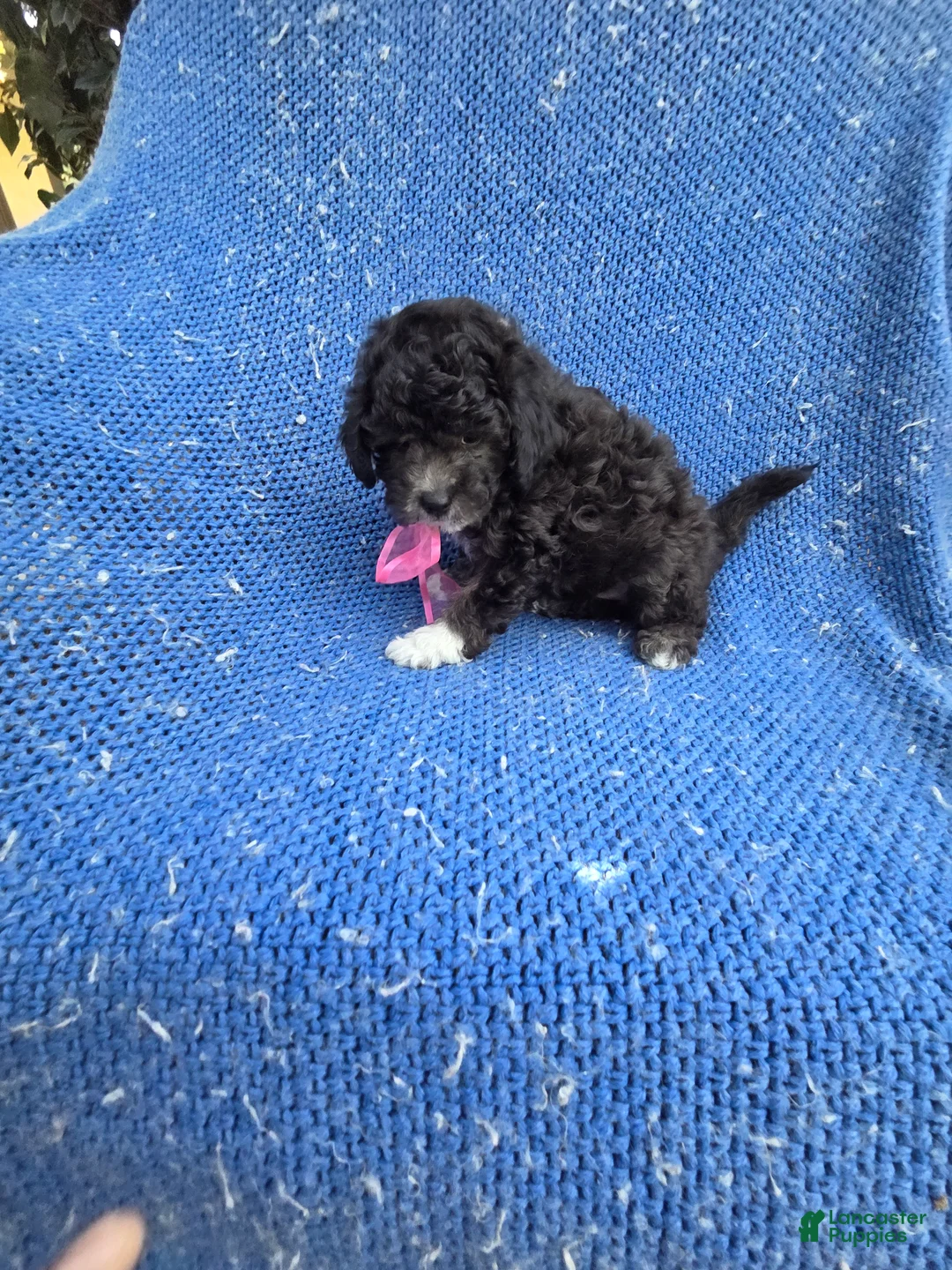 Malshi dogs for sale: Kali - Ad 1