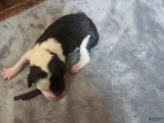 Sheepadoodle dogs Jasmine-purple collar - Ad 19