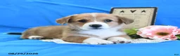 Welsh Corgi Pembroke dogs for sale: Cash - Ad 4