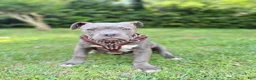 American Bully dogs for sale: Joker - Ad 3