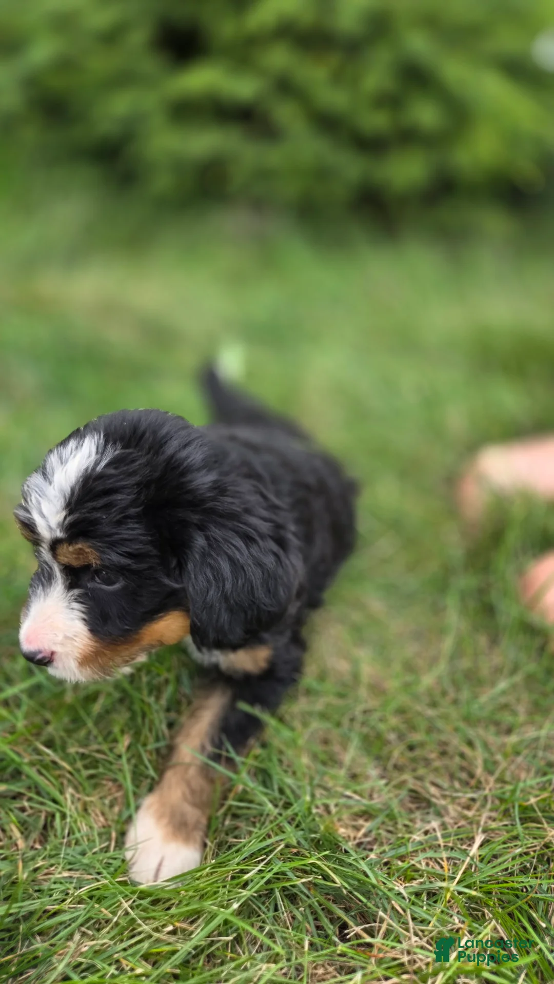 Bernedoodle dogs for sale: Bernedoodle Silver - Ad 10