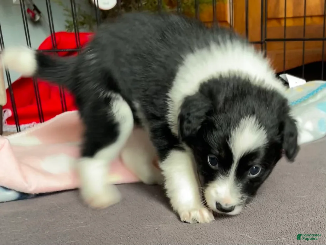 Mixed Breed dogs for sale: SOLD.  J - Female - Ad 5