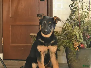 German Shepherd dogs Malerie - Ad 14