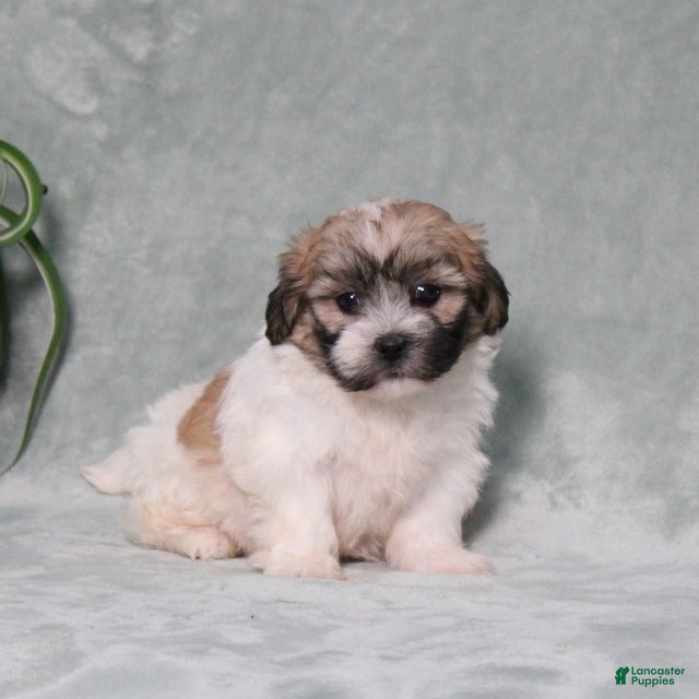 Teddy Bear dogs Darla - Ad 1