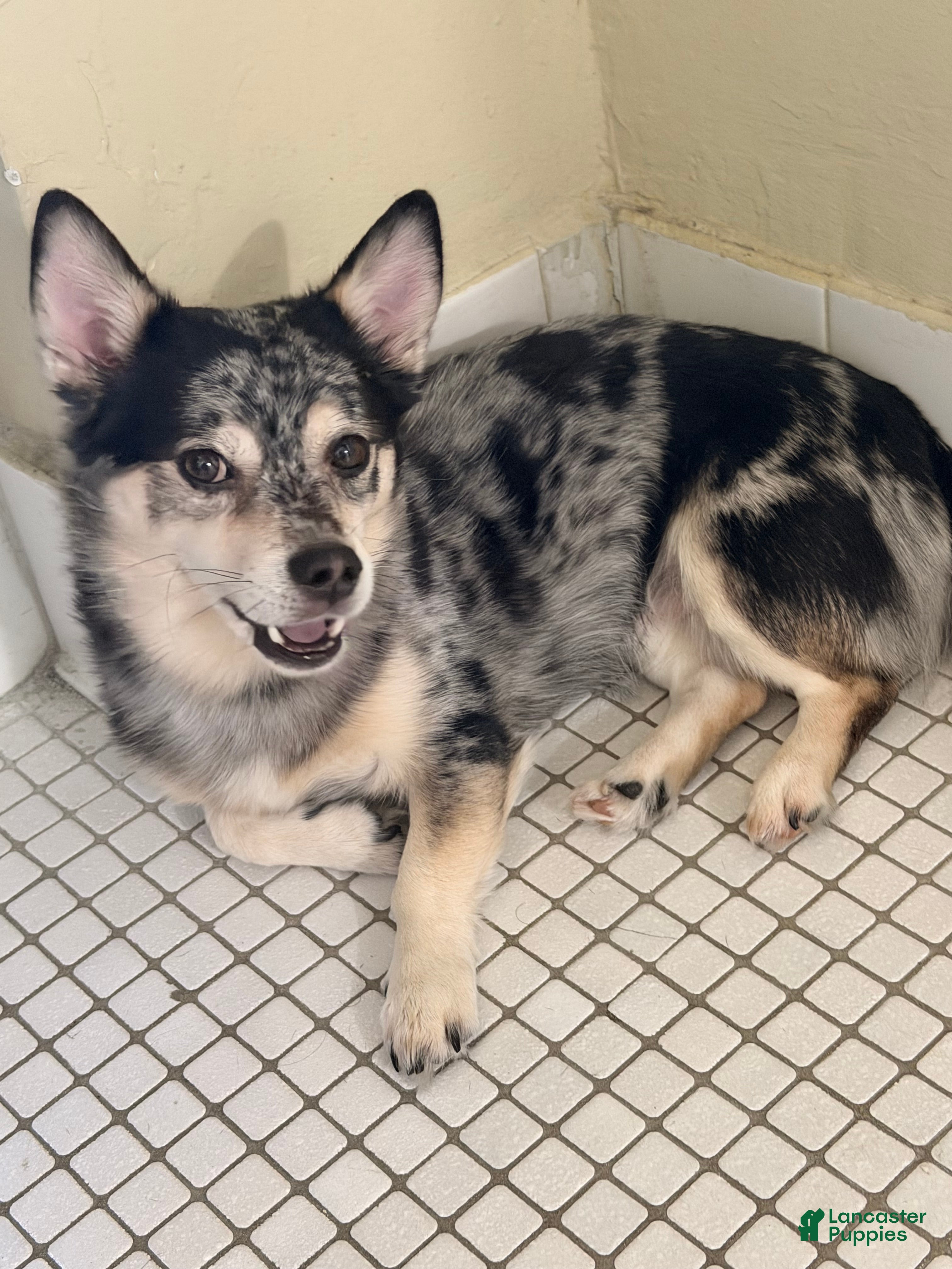 Mixed Breed dogs Mixed Breed 1 - Ad 24