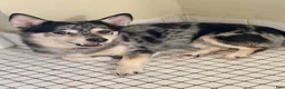 Mixed Breed dogs for sale: Mixed Breed 1 - Ad 1