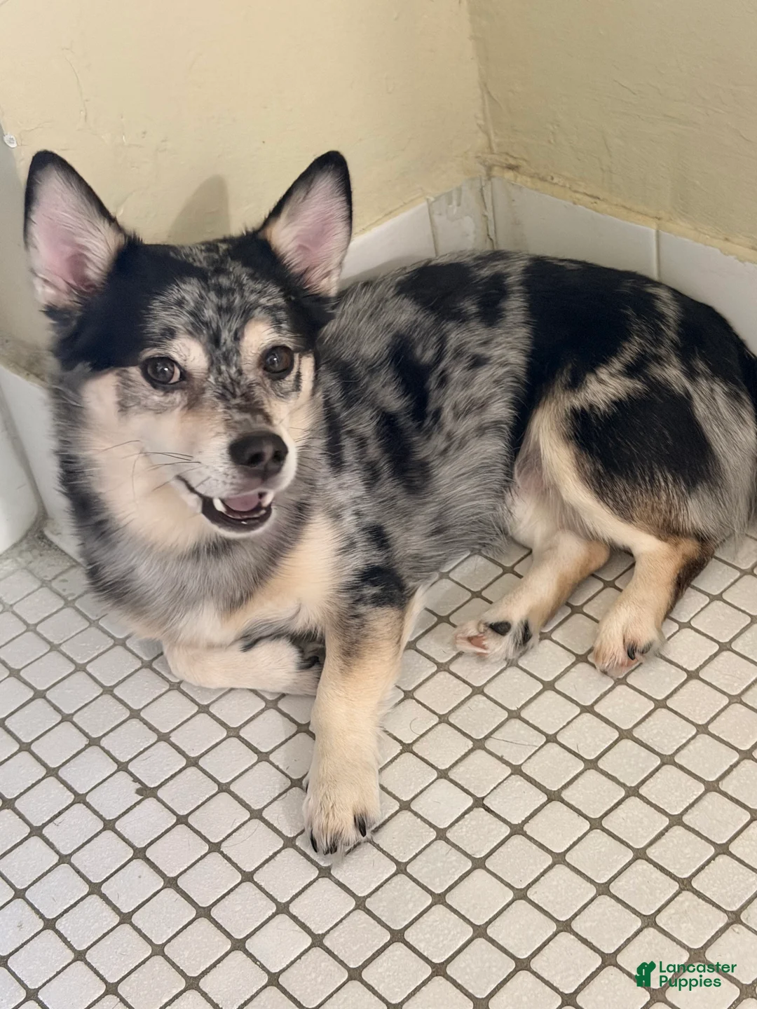 Mixed Breed dogs for sale: Mixed Breed 1 - Ad 1