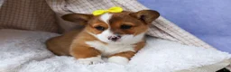 Welsh Corgi Pembroke dogs for sale: 🐾 MEET WILLA ROSE 🐶❤️ - Ad 8