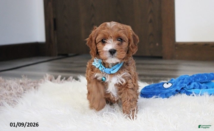 Cavapoo dogs Easton - Ad 26