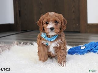 Cavapoo dogs Easton - Ad 21