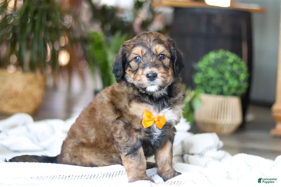 Bernedoodle dogs for sale: Blarney - Ad 3